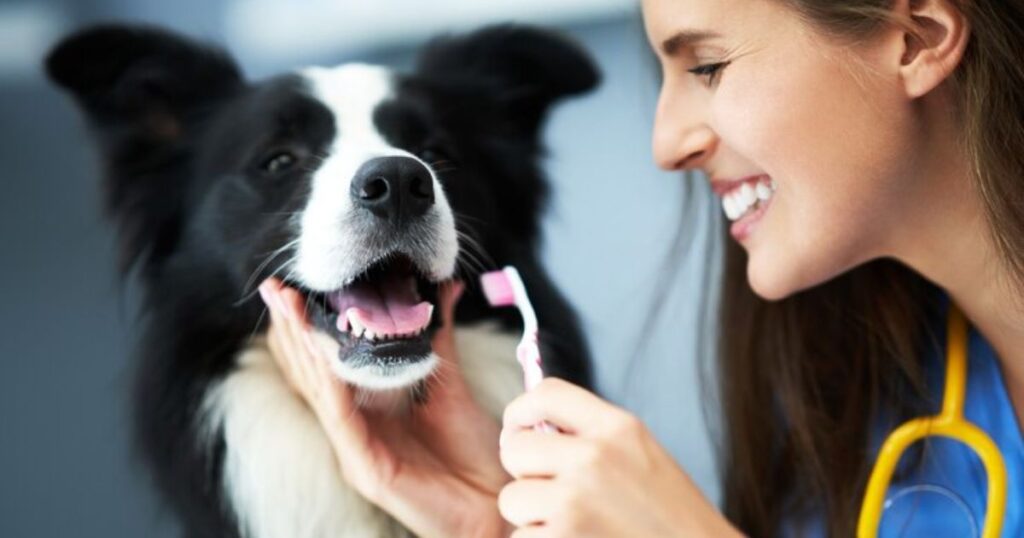 Caring for Your Dog's Dentures