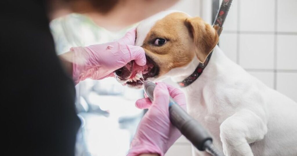 The Process of Fitting Dog Dentures