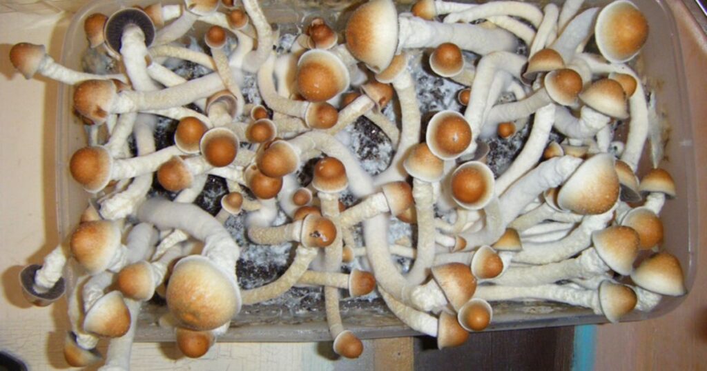 Legal Status: Navigating the Legality Maze of Penis Envy Mushrooms