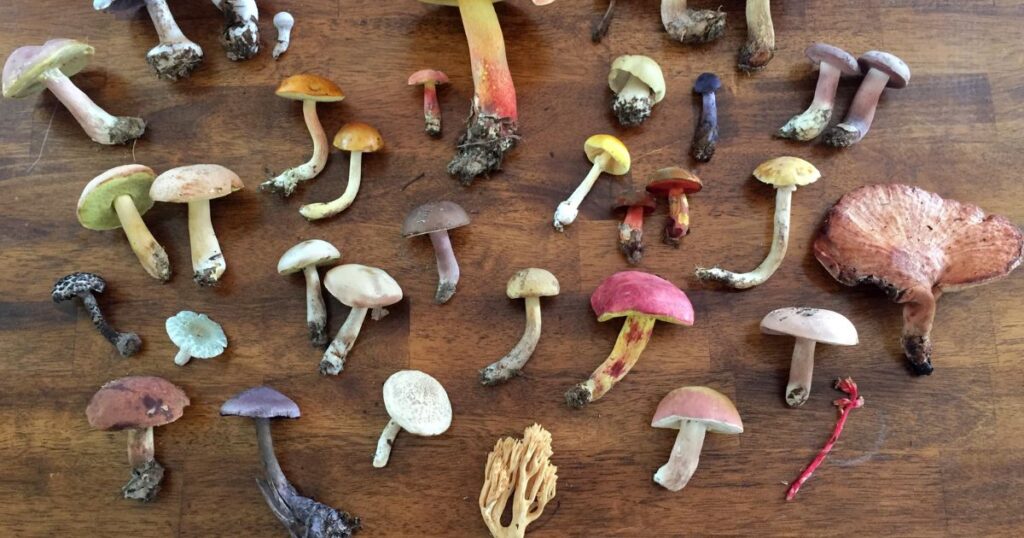 Types of Mushrooms: Exploring the Diverse World of Penis Envy Strains